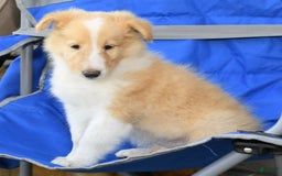 Collie dogs for sale: Prince - Image 7
