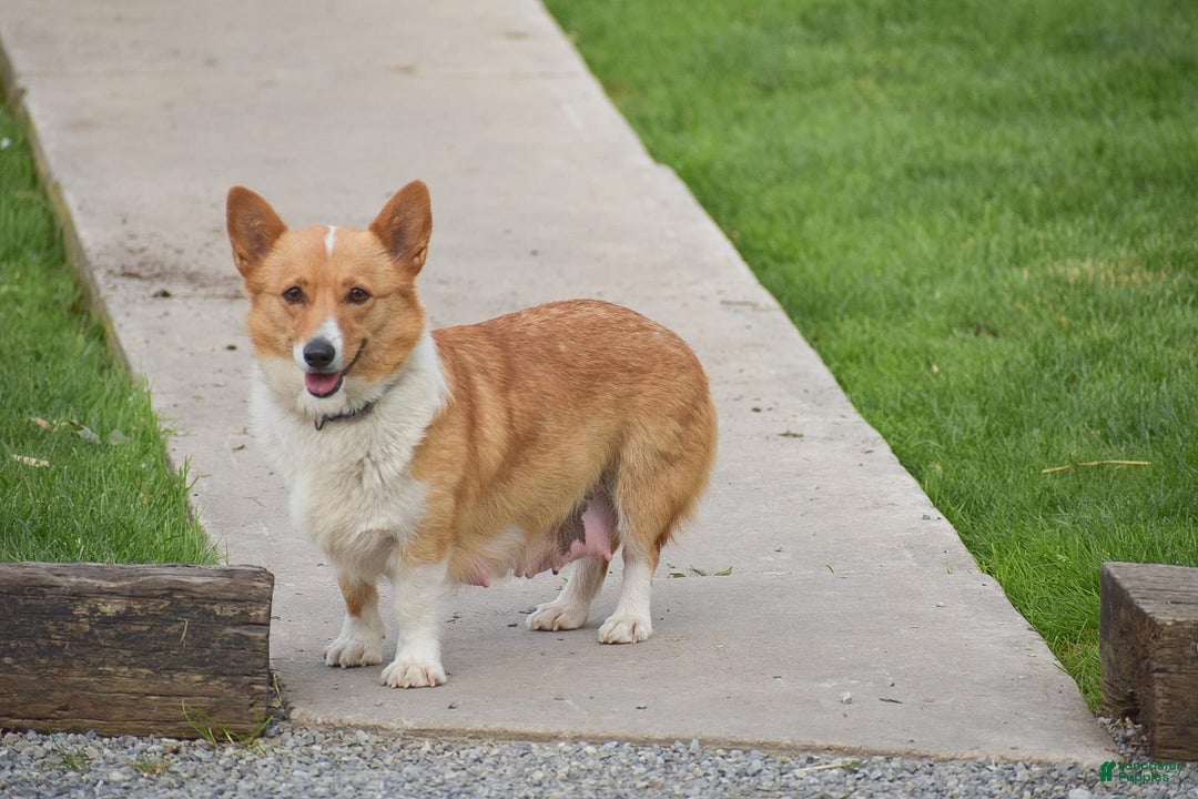 Welsh Corgi Pembroke dogs for sale: Rhett - Image 6
