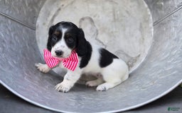 Miniature Dachshund dogs for sale: Suzy - Image 4