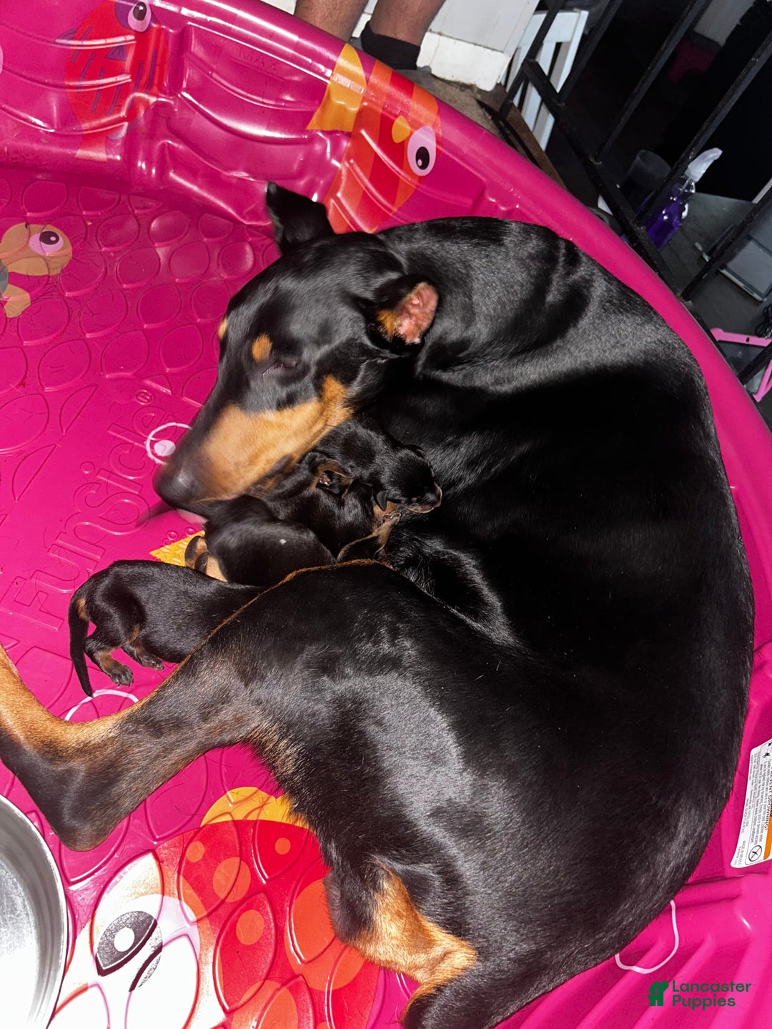 Doberman Pinscher dogs for sale: Purple Collar - Image 7