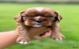 Cavalier King Charles Spaniel dogs for sale: George - Image 4