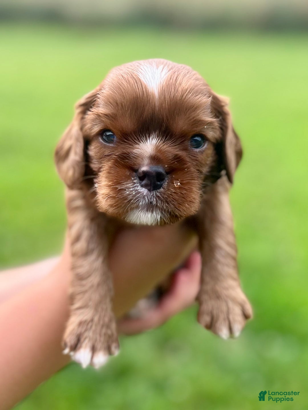 Cavalier King Charles Spaniel dogs for sale: George - Image 4