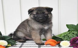 German Shepherd dogs for sale: Jackson - Image 1