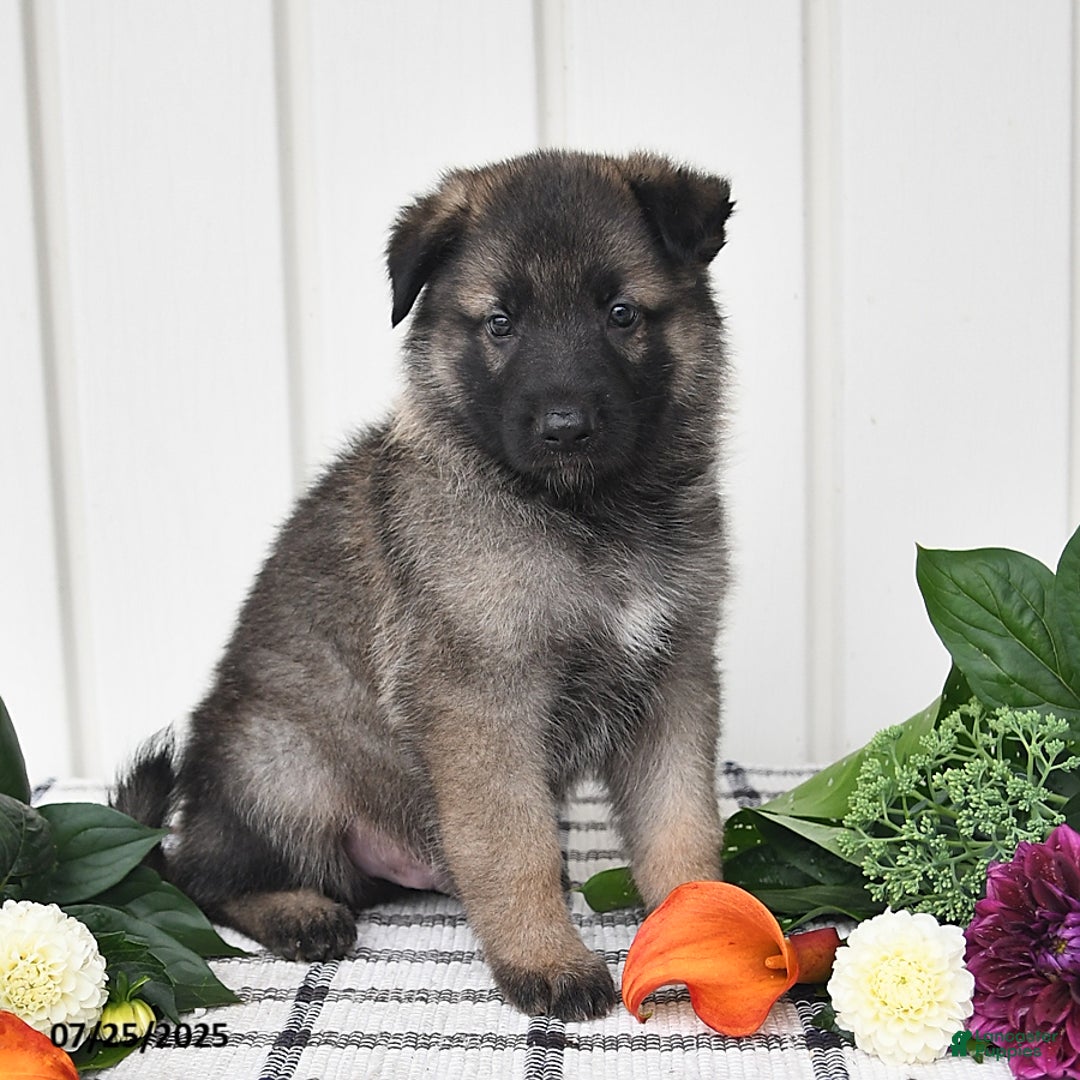 German Shepherd dogs for sale: Jackson - Image 1