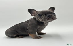 French Bulldog dogs for sale: Winni - Image 7
