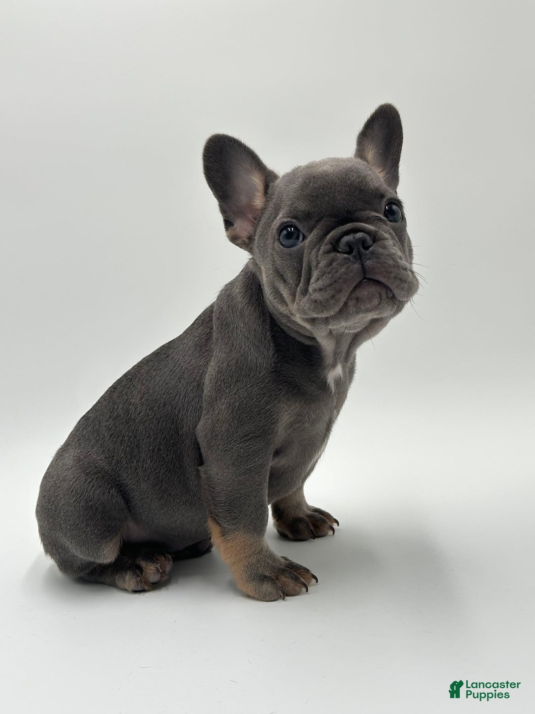 French Bulldog dogs for sale: Winni - Image 7