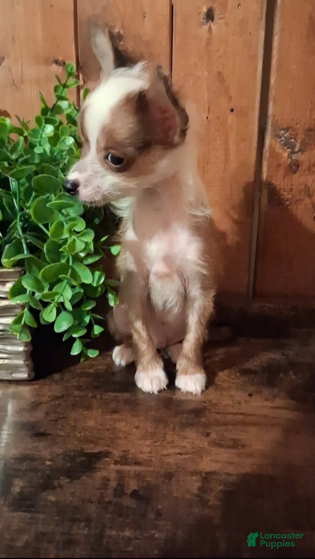 Chinese Crested dogs for sale: Chewy - Image 3
