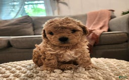 Maltipoo dogs for sale: Teddy - Image 14