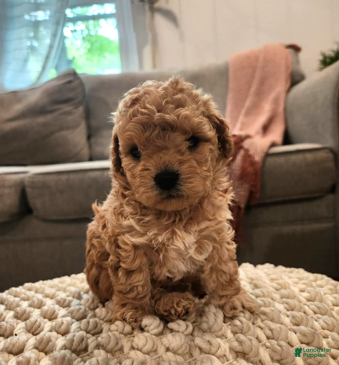 Maltipoo dogs for sale: Teddy - Image 14