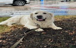 Golden Retriever dogs for sale: Titan - Image 2