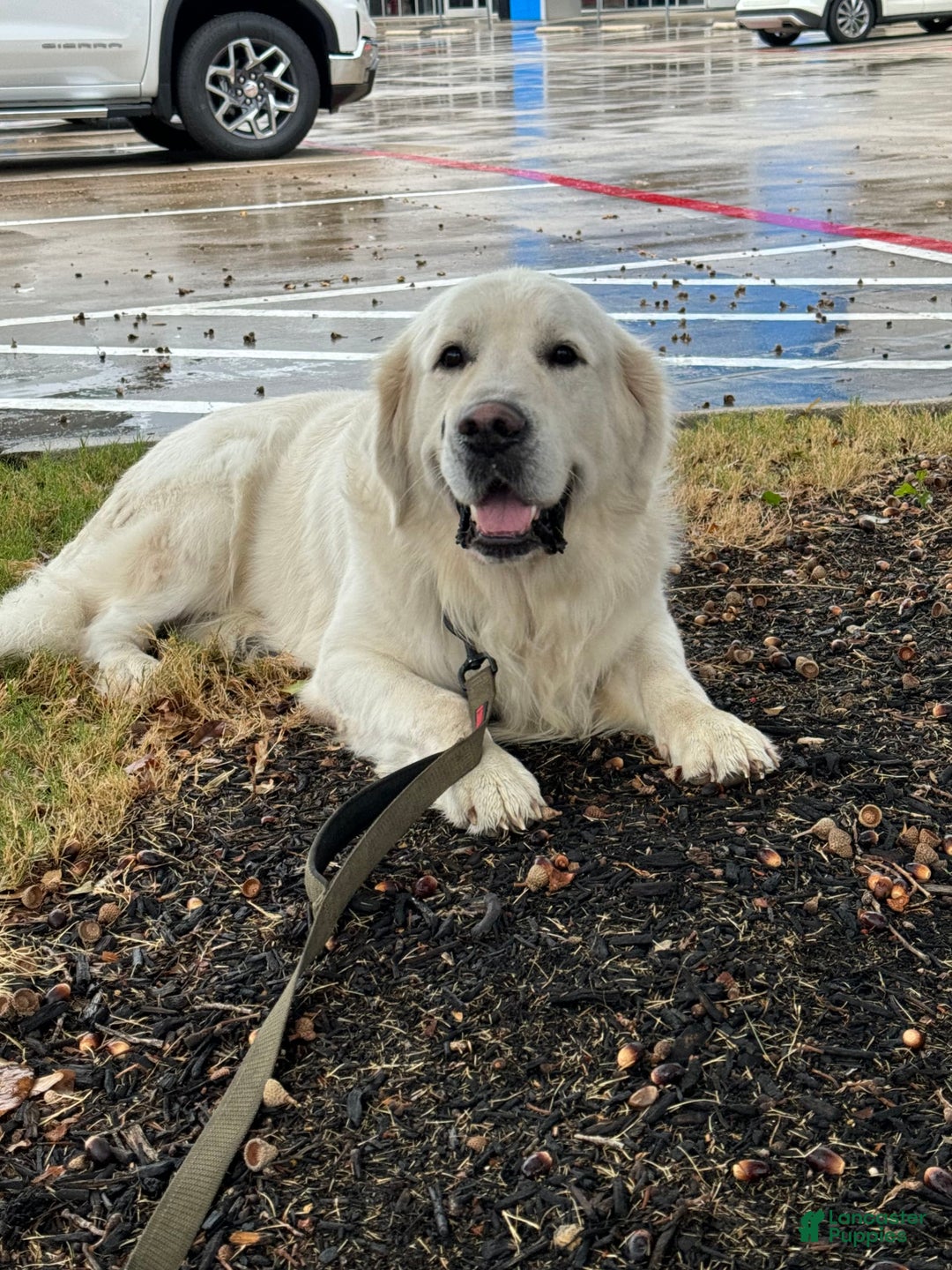 Golden Retriever dogs for sale: Titan - Image 2