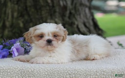 Shih Tzu dogs for sale: Colby - Image 4