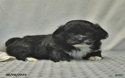 Teddy Bear dogs for sale: Bowe - Image 5