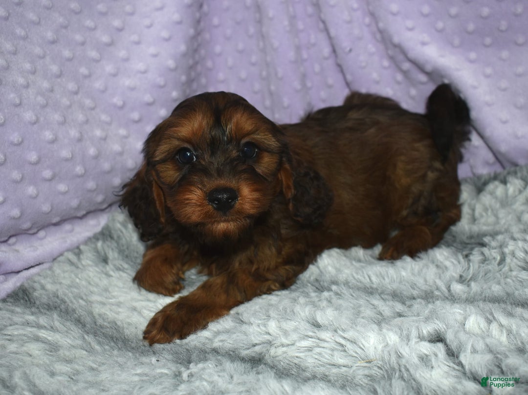 Cavapoo dogs for sale: Skippy - Image 1