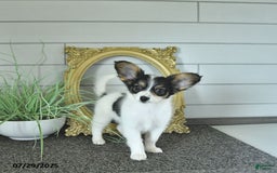 Papillon dogs for sale: Quinn - Image 4