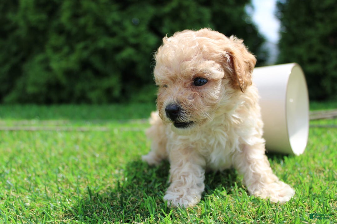 Toy Poodle dogs for sale: Cosmo - Image 5