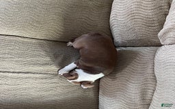 Boston Terrier dogs for sale: Maxx - Image 2