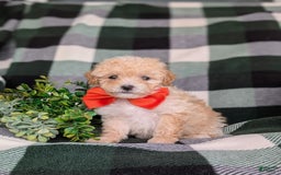 Miniature Poodle dogs for sale: Brock - Image 3