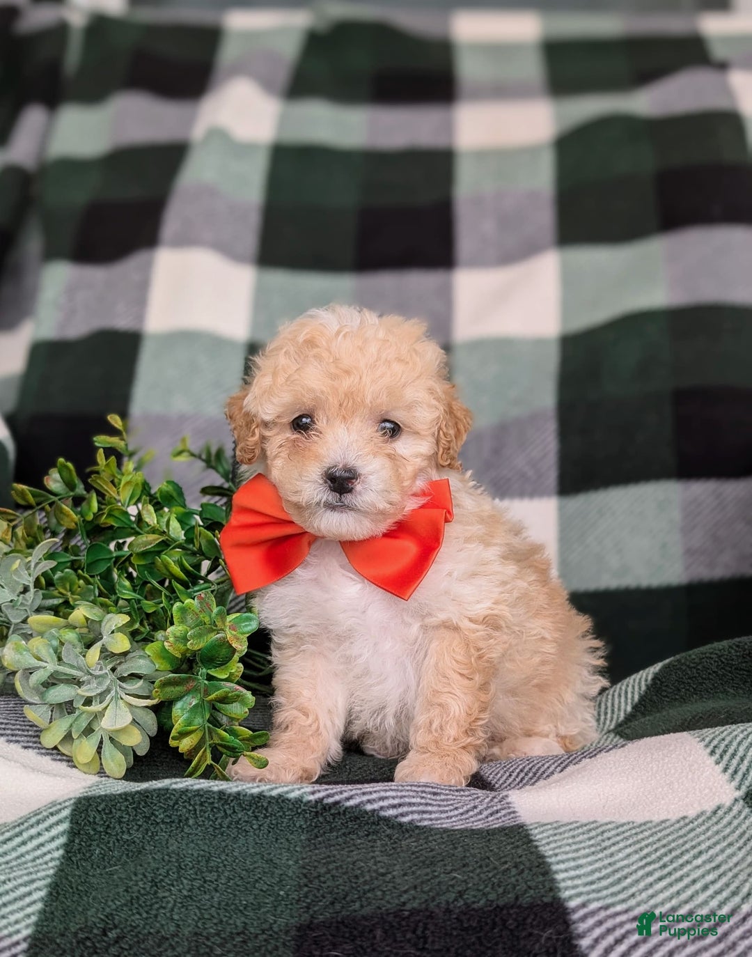 Miniature Poodle dogs for sale: Brock - Image 3