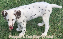 Dalmatian dogs for sale: Peppers Tan Boy - Image 6