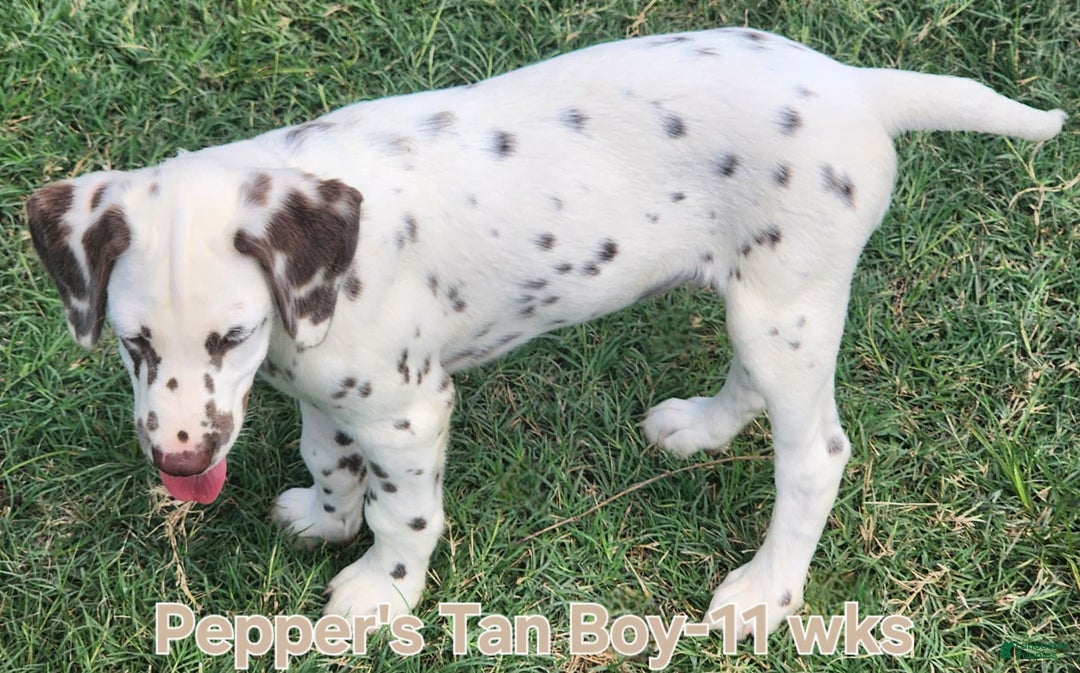 Dalmatian dogs for sale: Peppers Tan Boy - Image 6