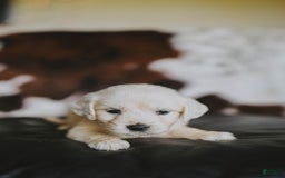 Golden Retriever dogs for sale: Miss Pink Beretta - Image 2