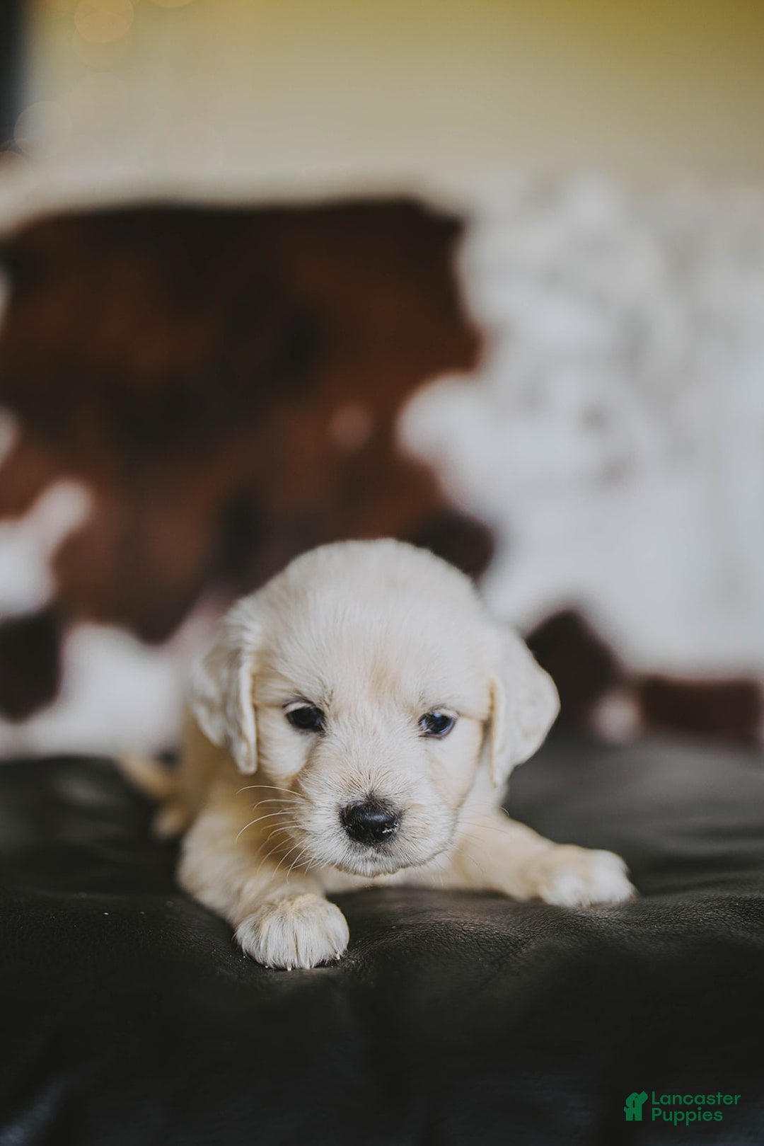 Golden Retriever dogs for sale: Miss Pink Beretta - Image 2