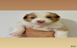 Australian Shepherd dogs for sale: Hendrix - Image 1