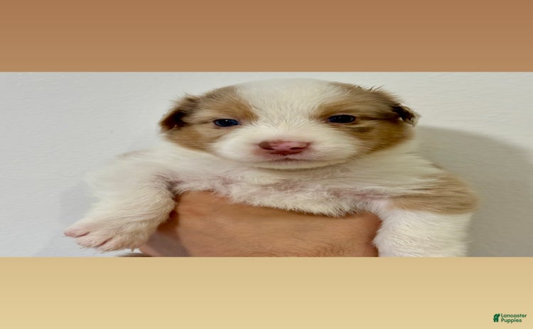 Australian Shepherd dogs for sale - Ad 2