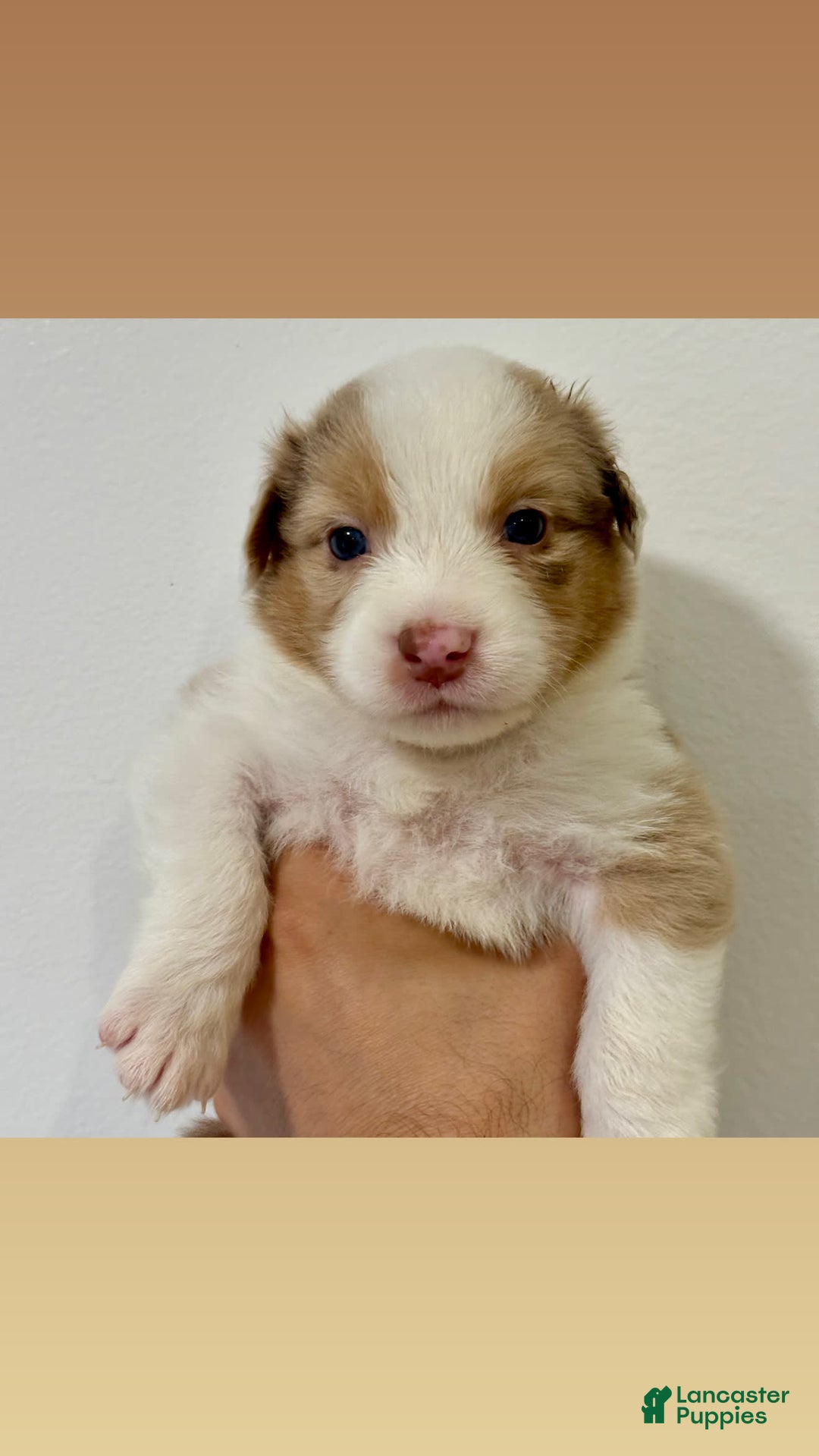 Australian Shepherd dogs for sale: Hendrix - Image 1