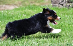 Miniature Australian Shepherd dogs for sale: Nicholas - Image 9