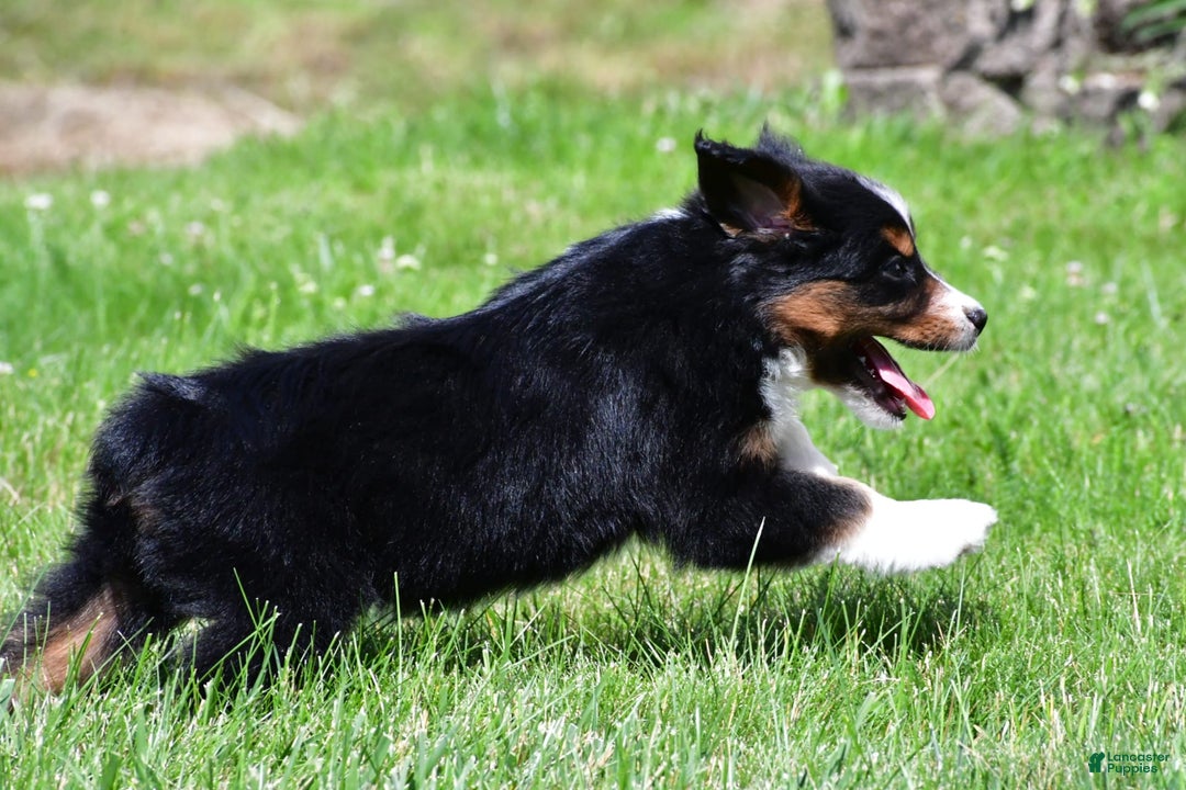 Miniature Australian Shepherd dogs for sale: Nicholas - Image 9