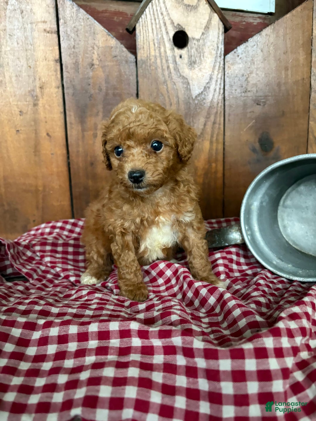 Toy Poodle dogs for sale: Benji - Image 4
