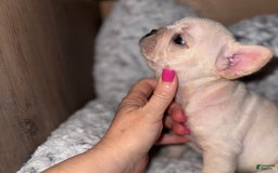 French Bulldog dogs for sale: Maggies Boys - Image 5