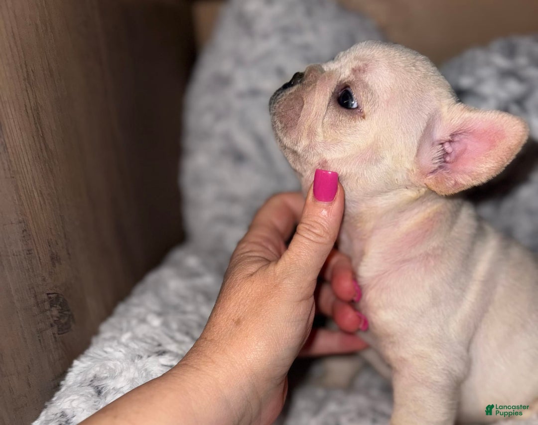 French Bulldog dogs for sale: Maggies Boys - Image 5