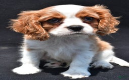 Cavalier King Charles Spaniel dogs for sale: Chase - Image 8