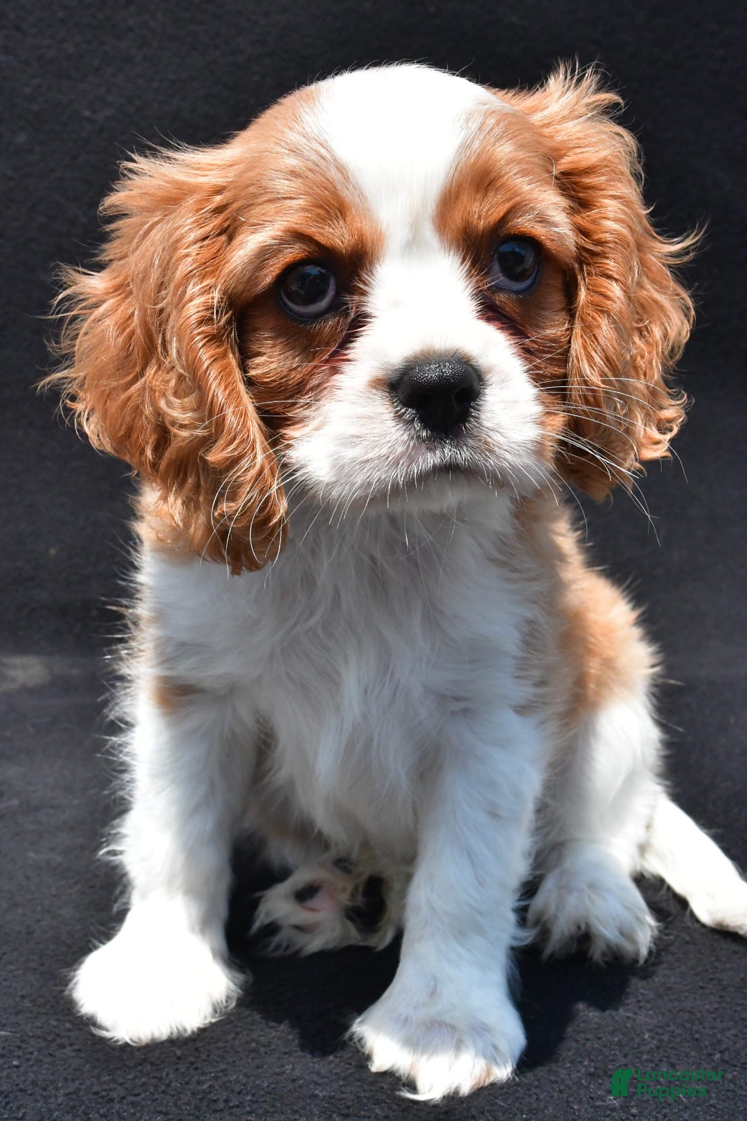 Cavalier King Charles Spaniel dogs for sale: Chase - Image 8