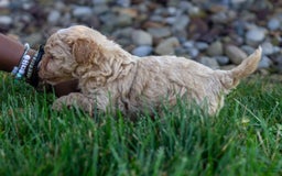 Miniature Poodle dogs for sale: Precious - Image 3
