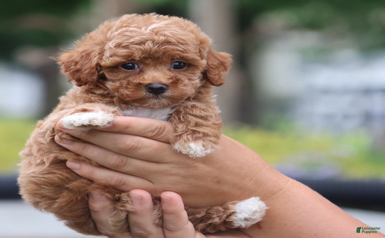Toy Poodle dogs for sale - Ad 1