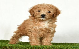 Mini Goldendoodle dogs for sale: Dolly - Image 7