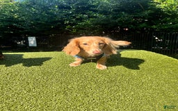 Miniature Dachshund dogs for sale: Clementine - Image 3