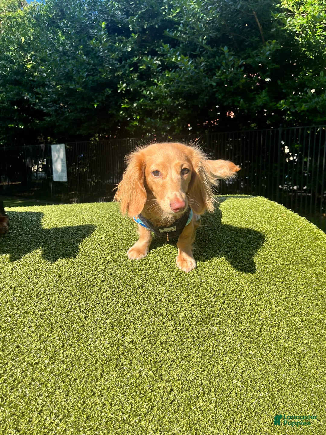 Miniature Dachshund dogs for sale: Clementine - Image 3