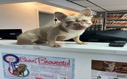 French Bulldog dogs for sale: Dj - Image 17
