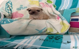 French Bulldog dogs for sale: Akc Cream Black Mask Spot - Image 3