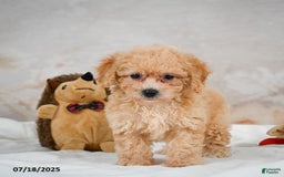 Bichpoo dogs for sale: Debby - Image 10