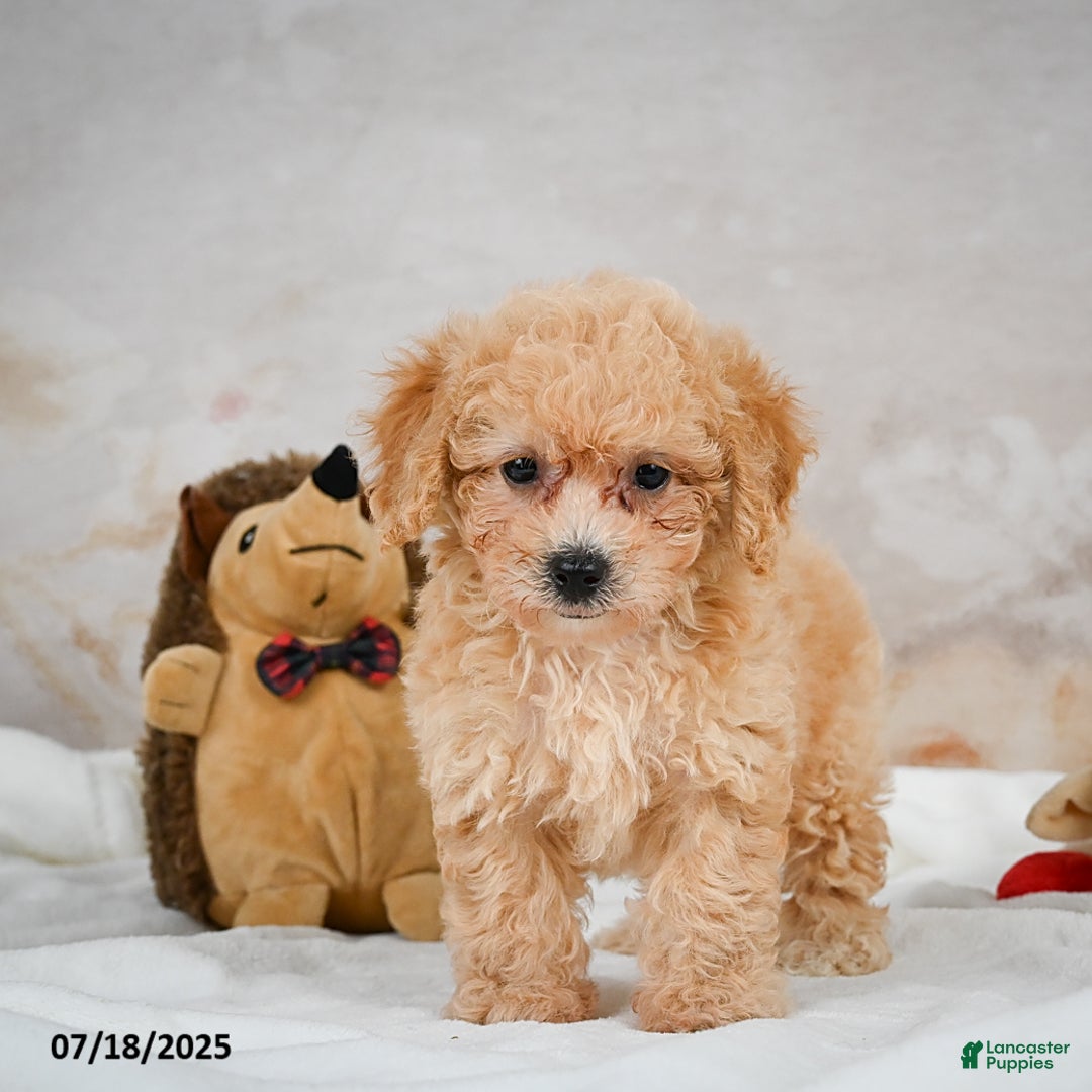 Bichpoo dogs for sale: Debby - Image 10