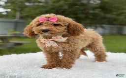 Mini Goldendoodle dogs for sale: Alani - Image 7