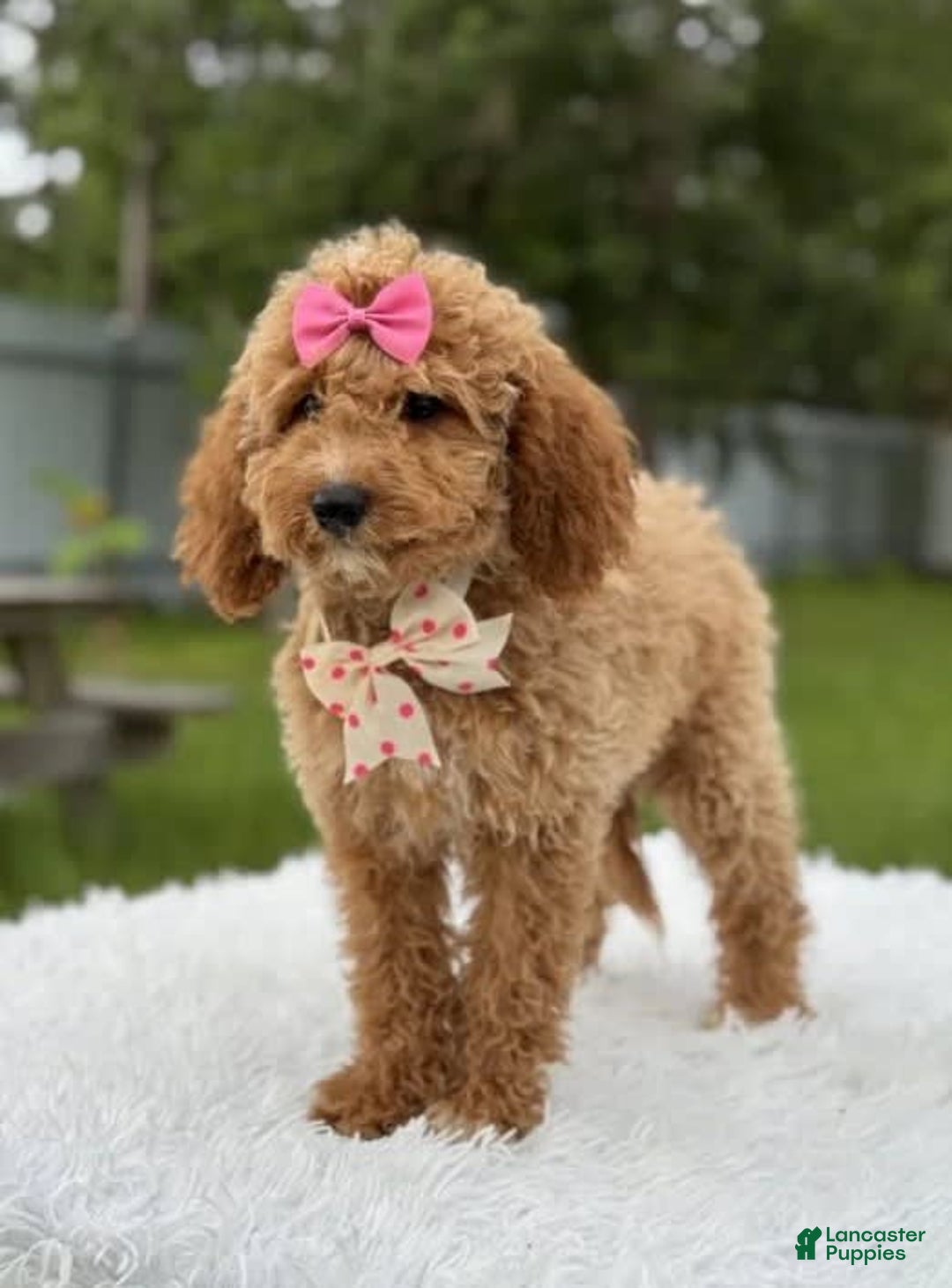 Mini Goldendoodle dogs for sale: Alani - Image 7