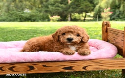 Miniature Poodle dogs for sale: Archie - Image 3