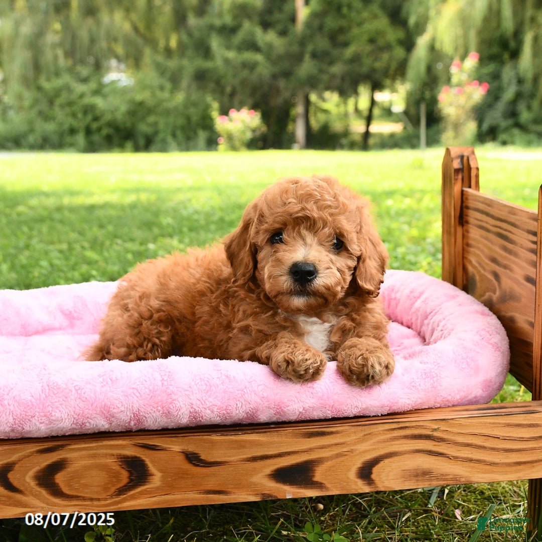 Miniature Poodle dogs for sale: Archie - Image 3